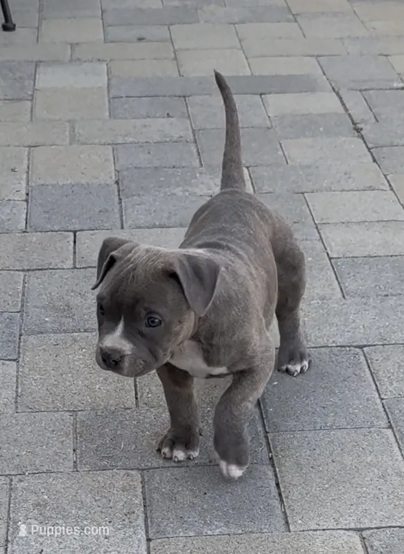 Grey brindle – American Pit Bull Terrier puppy for sale in Burbank, CA