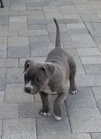 Grey brindle, a female American Pit Bull Terrier for sale in Burbank, CA – 1 of 3