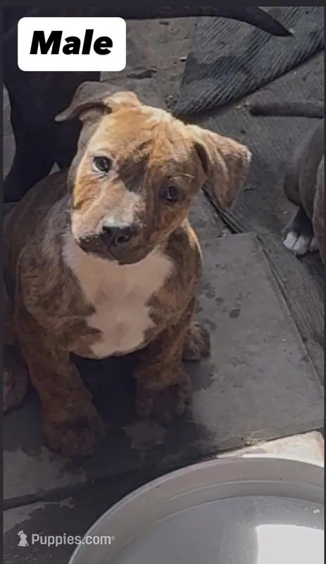 Rocco – American Pit Bull Terrier puppy for sale in Burbank, CA