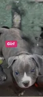 Grey brindle, a female American Pit Bull Terrier for sale in Burbank, CA – 3 of 3