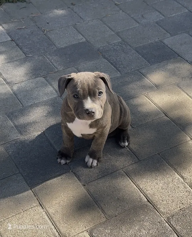 Grey brindle – American Pit Bull Terrier puppy for sale in Burbank, CA