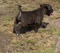 Blackie, a male American Pit Bull Terrier for sale in Burbank, CA – 2 of 2