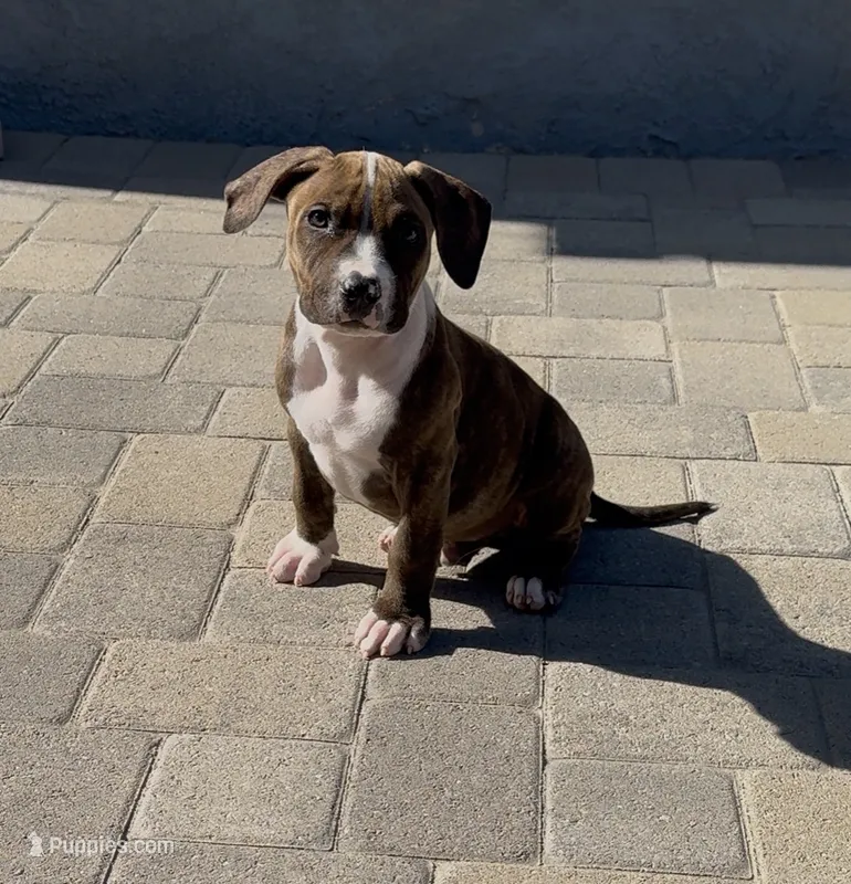 Duck – American Pit Bull Terrier puppy for sale in Burbank, CA