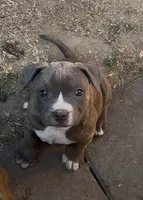 Grey brindle, a female American Pit Bull Terrier for sale in Burbank, CA – 2 of 3