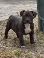 Estella, a female American Pit Bull Terrier for sale in Burbank, CA – 3 of 4