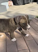 Duck, a male American Pit Bull Terrier for sale in Burbank, CA – 3 of 3