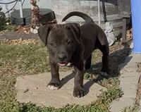Estella, a female American Pit Bull Terrier for sale in Burbank, CA – 2 of 4