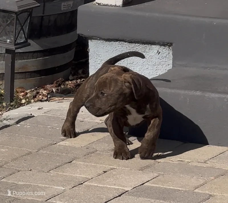 Rocco – American Pit Bull Terrier puppy for sale in Burbank, CA