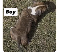 Duck, a male American Pit Bull Terrier for sale in Burbank, CA – 2 of 3