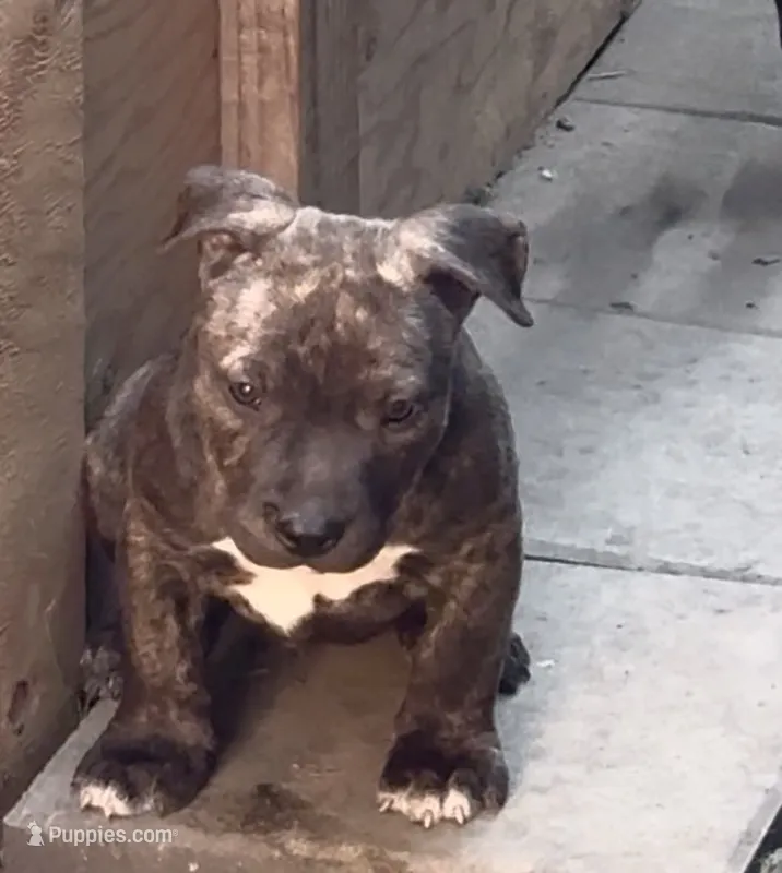 Brindle  – American Pit Bull Terrier puppy for sale in Burbank, CA