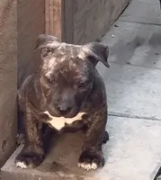 Brindle , a male American Pit Bull Terrier for sale in Burbank, CA – 1 of 2