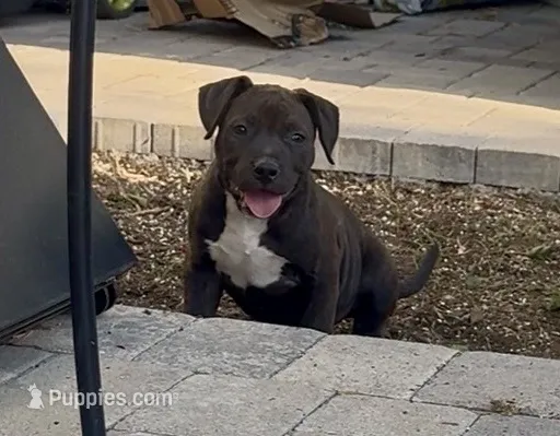 Estella – American Pit Bull Terrier puppy for sale in Burbank, CA