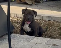 Estella, a female American Pit Bull Terrier for sale in Burbank, CA – 1 of 4