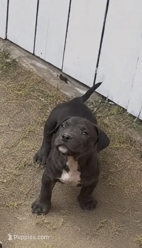 Blackie – American Pit Bull Terrier puppy for sale in Burbank, CA