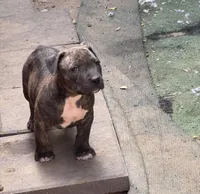 Brindle , a male American Pit Bull Terrier for sale in Burbank, CA – 2 of 2