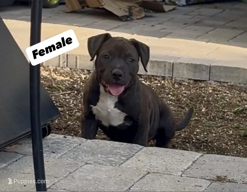 Estella – American Pit Bull Terrier puppy for sale in Burbank, CA