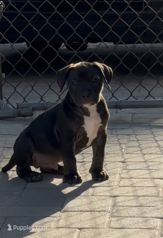 Blackie – American Pit Bull Terrier puppy for sale in Burbank, CA