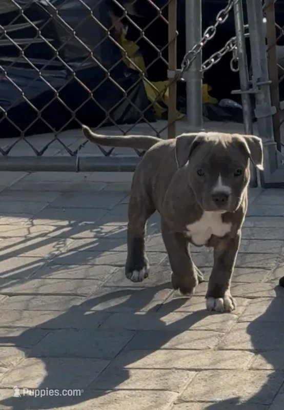 Grey brindle – American Pit Bull Terrier puppy for sale in Burbank, CA