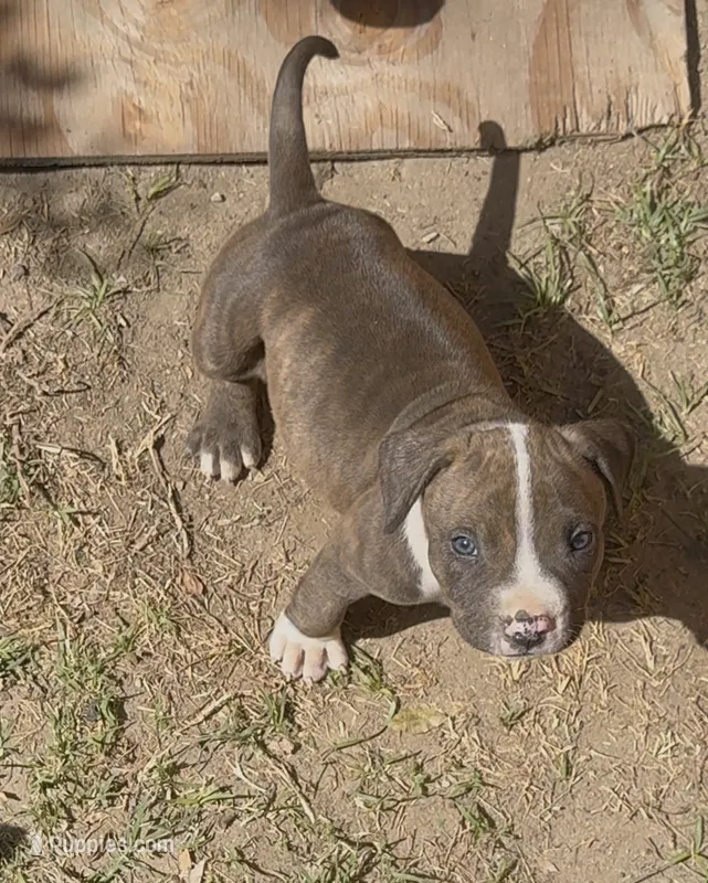 Duck – American Pit Bull Terrier puppy for sale in Burbank, CA
