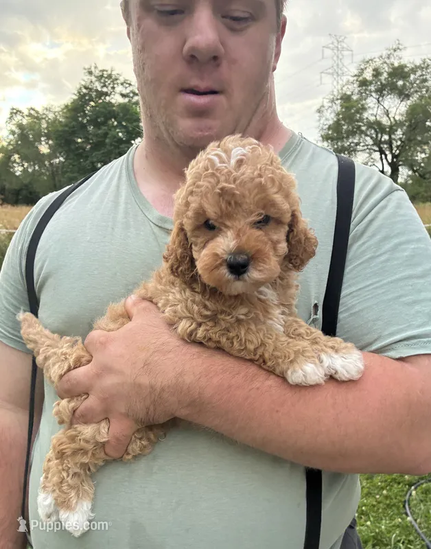 Conner – Miniature Goldendoodle puppy for sale in Hamburg, PA
