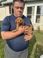 Riley, a male Miniature Goldendoodle for sale in Hamburg, PA – 2 of 3