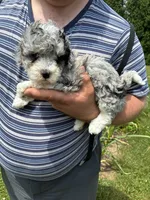 Nicole, a female Miniature Bernedoodle for sale in Hamburg, PA – 3 of 4