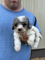 Cotton, a female Miniature Bernedoodle for sale in Hamburg, PA – 4 of 4