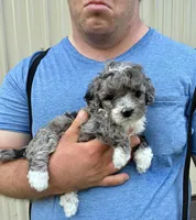 SPARKY, a male Miniature Bernedoodle for sale in Hamburg, PA – 1 of 3