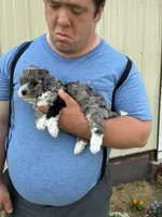 SPARKY, a male Miniature Bernedoodle for sale in Hamburg, PA – 3 of 3