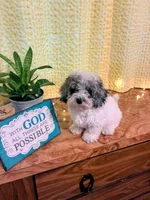 Miss Muffit , a female Miniature Bernedoodle for sale in Hamburg, PA – 3 of 5