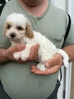 Fluffy Duffy, a female Miniature Goldendoodle for sale in Hamburg, PA – 2 of 3
