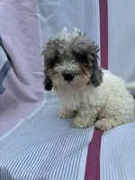 Miss Muffit , a female Miniature Bernedoodle for sale in Hamburg, PA – 2 of 5