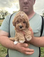 Conner, a male Miniature Goldendoodle for sale in Hamburg, PA – 3 of 3