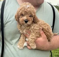 Conner, a male Miniature Goldendoodle for sale in Hamburg, PA – 2 of 3