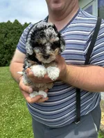 Emily, a male Miniature Bernedoodle for sale in Hamburg, PA – 1 of 4