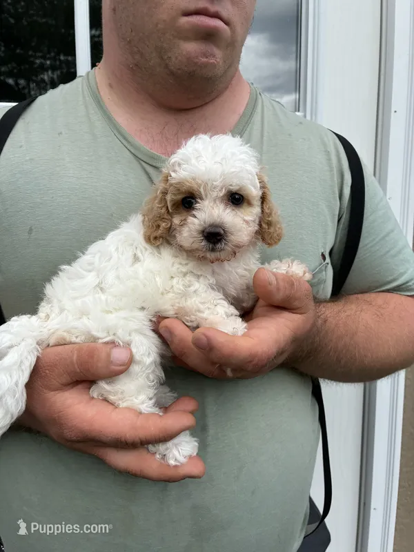 Fluffy Duffy – Miniature Goldendoodle puppy for sale in Hamburg, PA