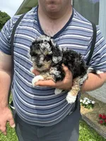 Emily, a male Miniature Bernedoodle for sale in Hamburg, PA – 3 of 4