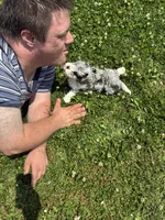 Nicole, a female Miniature Bernedoodle for sale in Hamburg, PA – 2 of 4