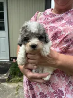 Cotton, a female Miniature Bernedoodle for sale in Hamburg, PA – 1 of 4