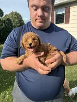 Riley, a male Miniature Goldendoodle for sale in Hamburg, PA – 1 of 3