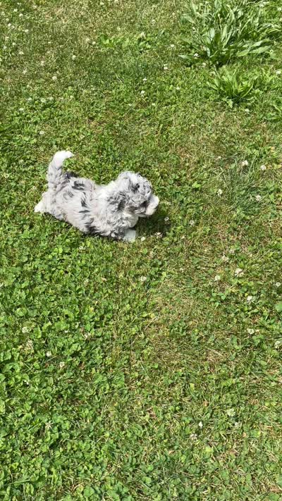 Nicole, a female Miniature Bernedoodle for sale in Hamburg, PA – 4 of 4