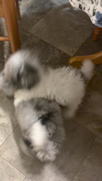 Miss Muffit , a female Miniature Bernedoodle for sale in Hamburg, PA – 5 of 5