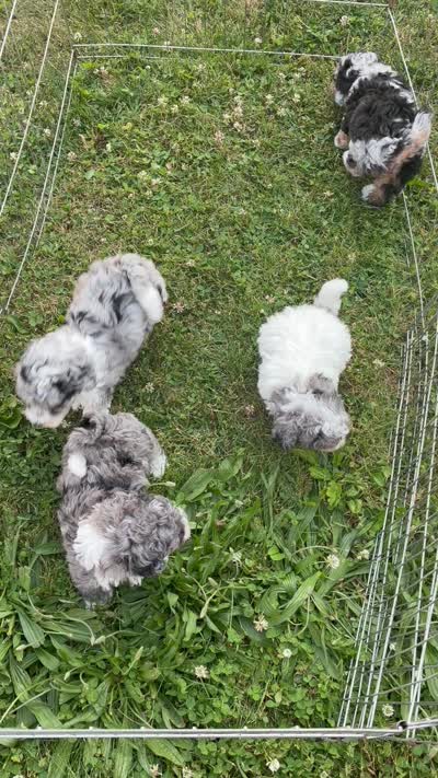 Emily, a male Miniature Bernedoodle for sale in Hamburg, PA – 4 of 4