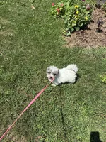 Miss Muffit , a female Miniature Bernedoodle for sale in Hamburg, PA – 4 of 5