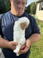 Fluffy Duffy, a female Miniature Goldendoodle for sale in Hamburg, PA – 3 of 3
