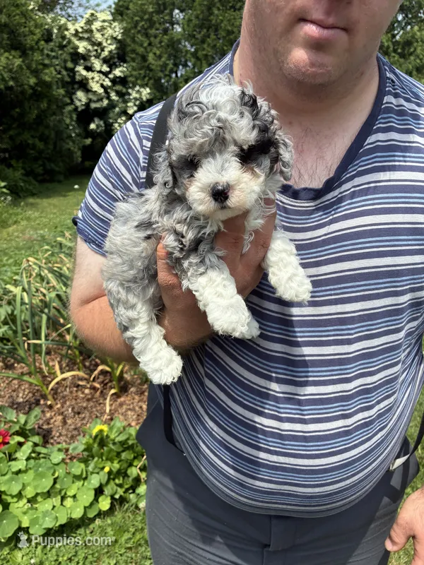 Nicole – Miniature Bernedoodle puppy for sale in Hamburg, PA
