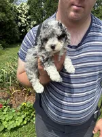 Nicole, a female Miniature Bernedoodle for sale in Hamburg, PA – 1 of 4