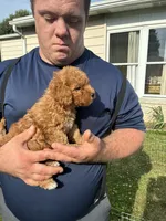 Riley, a male Miniature Goldendoodle for sale in Hamburg, PA – 3 of 3