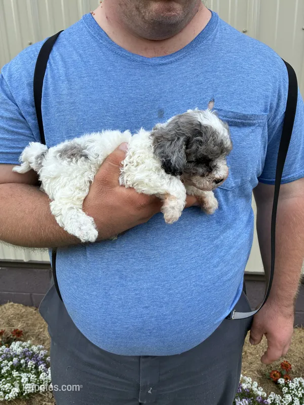 Miss Muffit  – Miniature Bernedoodle puppy for sale in Hamburg, PA