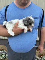Cotton, a female Miniature Bernedoodle for sale in Hamburg, PA – 3 of 4